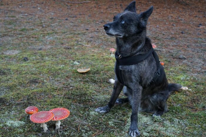 Autumn Edition Of "Don't Eat The Yellow Snow "