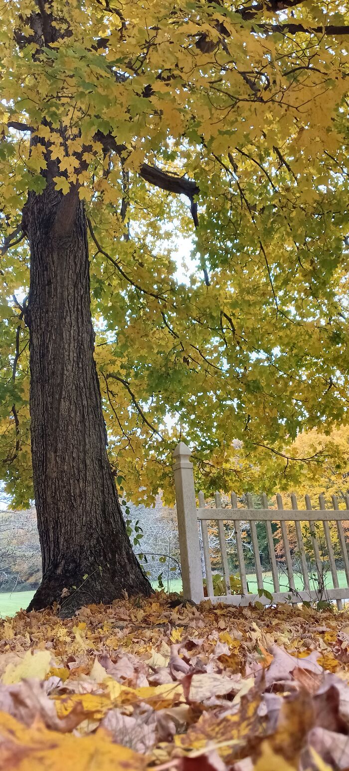 Random Tree In My Front Yard