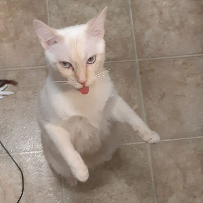 Sunny Pretending To Be A Zombie