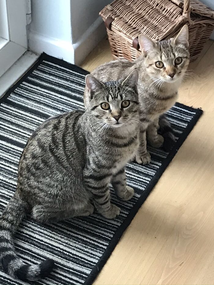 Meet Reginald And Storm