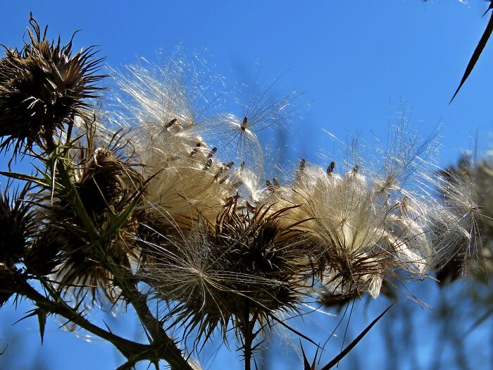 Plumeless Thistle, Seeds Blown By The Wind