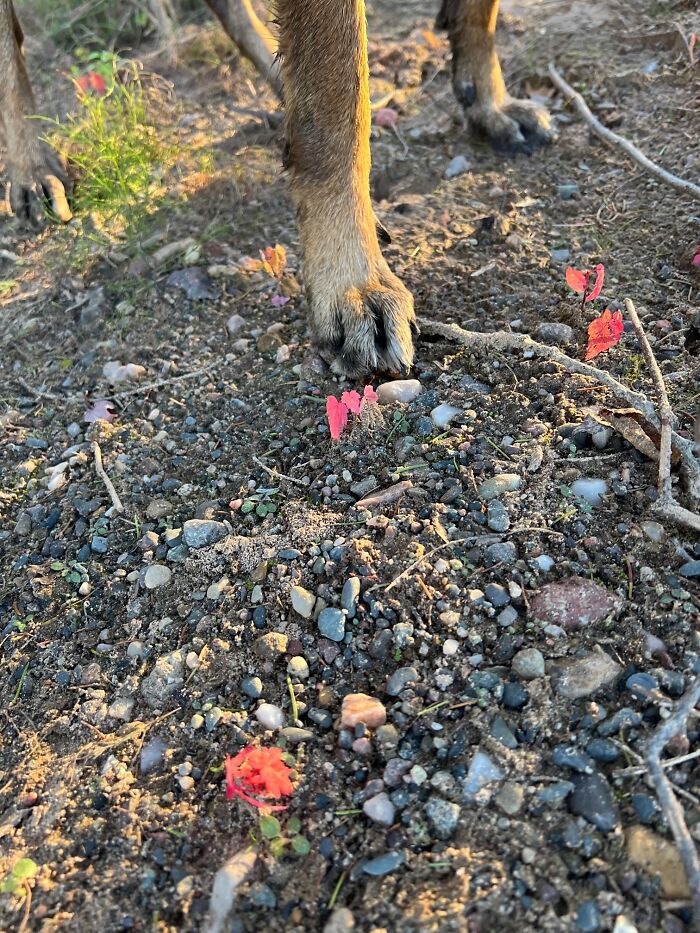 Baby Red Maple Trees, Belgium Malinois Paw For Size