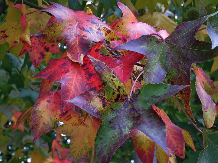 Maple Leaves, My Great Joy In Autumn!