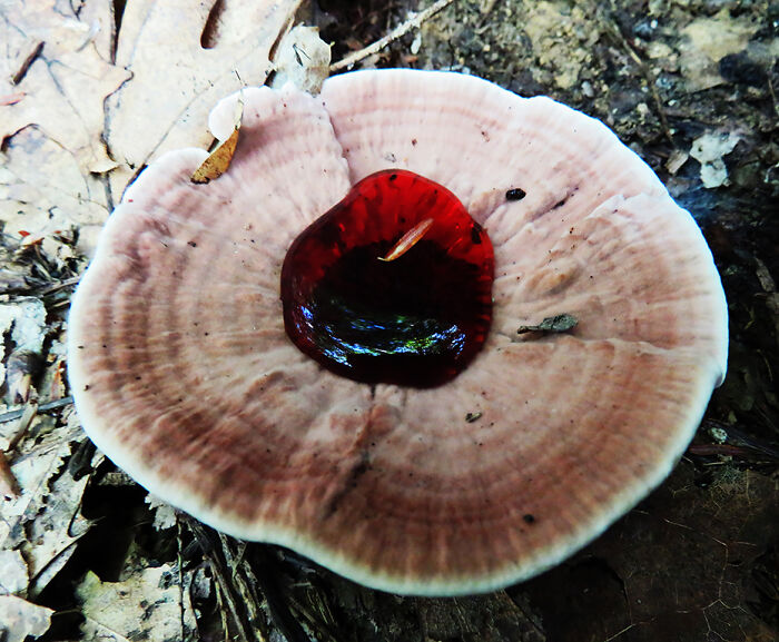 Weeping Polypore