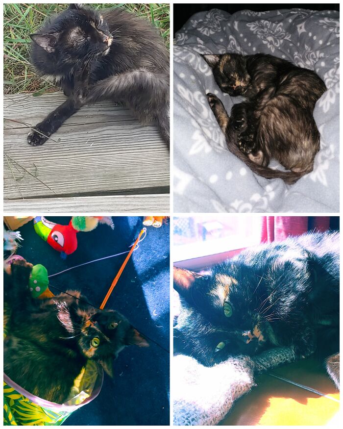 Hard To Pick, But I Like To Look At The Collage I Made Of Cinder Showing Her Progress From When I Found Her A Year Ago Starving And Weak To Now