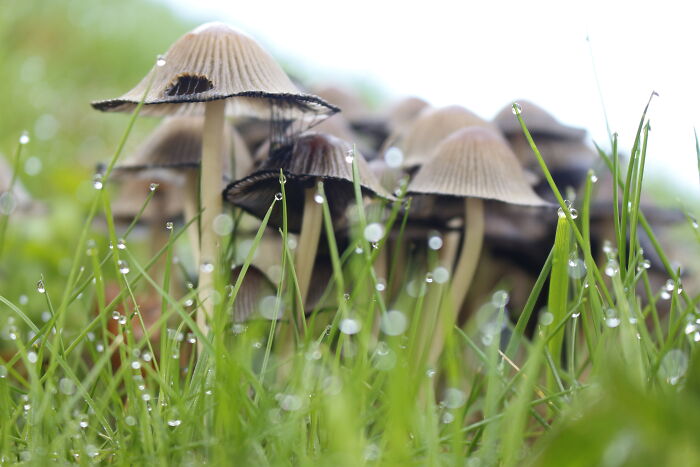Mushrooms In The Dew!