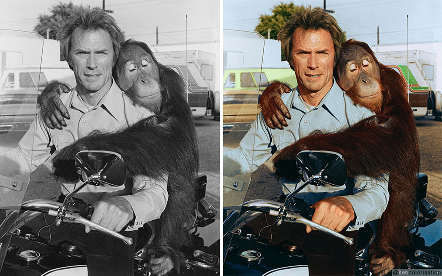Manis The Orangutan And Clint Eastwood, Behind The Scenes Of The Film "Every Which Way But Loose " By James Fargo (1978)