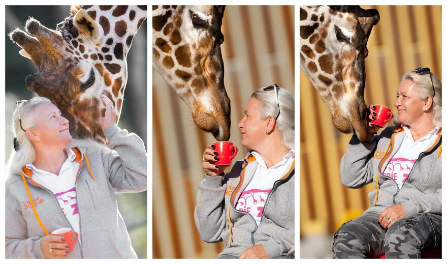 I Took Photos Of The Zookeeper Having Morning Coffee With Her Best Friend Giraffe (7 Pics) I Took Photos Of The Zookeeper Having Morning Coffee With Her Best Friend Giraffe (7 Pics)