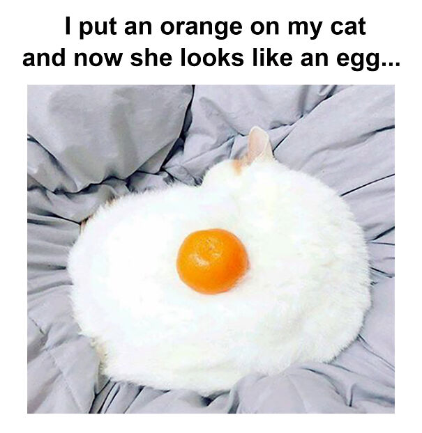 My-Cat-Looks-Like-An-Egg-633e62530ad63-png.jpg
