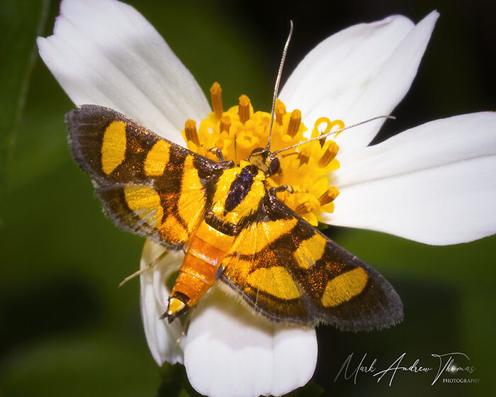 An Orange Spotted Flower Moth