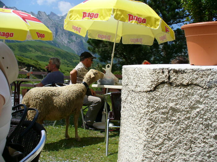 At An Outdoor Cafe In The Pyrenees, This Sheep Kept Trying To Steal People's Food. Every Once In A While A Waitress Would Come Out And Chase It Away With A Broom