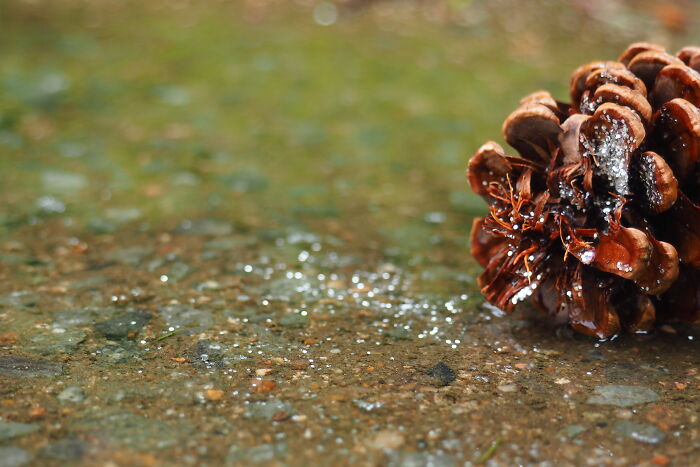 Rainy Day....i Failed What I Was Trying To Do, But I Like This Photo