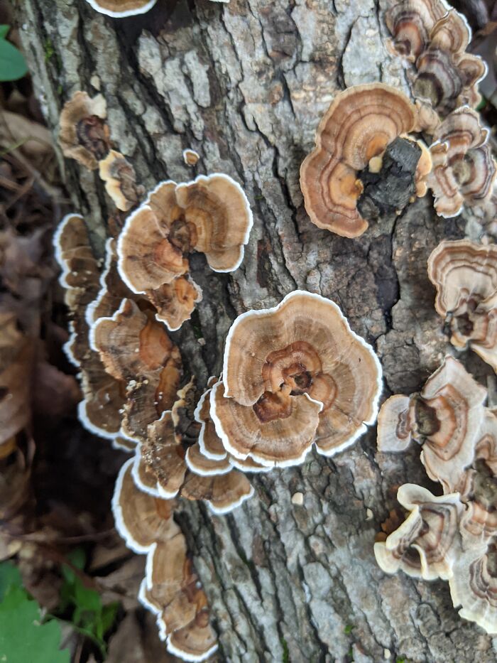 Turkey Tail Mushroom (T. Versicolor) In Maryland, USA