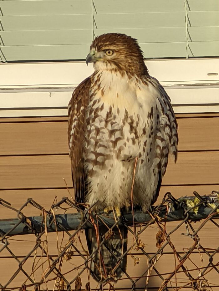 I Call Her Beautiful!!!! She Is A Frequent Flyer At My House. She Allows Me To Get Within 2-3 Ft Oh Her