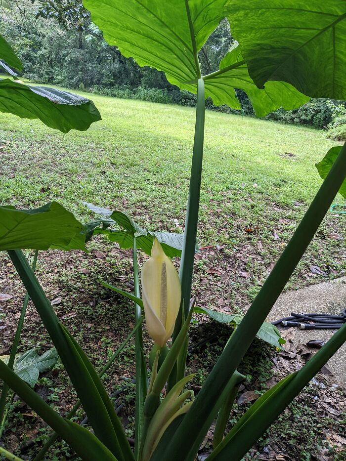 The Giant Elephant Ears In My Back Yard Bloomed All Summer