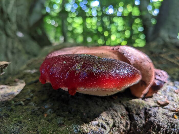 Possibly An Ox Tongue Mushroom. Looks Delicious And Deadly At The Same Time