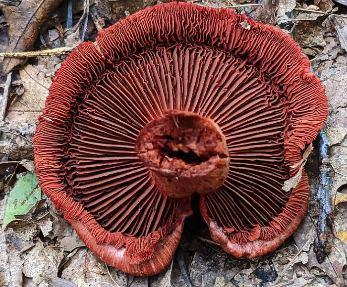 Underside Of Blood Red Cortinarius Cap