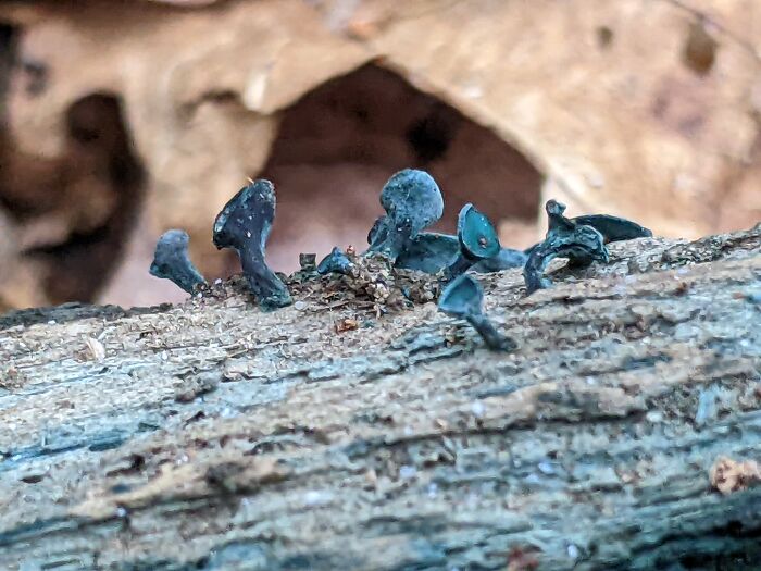 Green Elf Cups - Norfolk