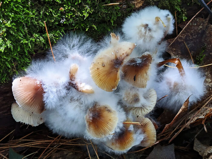 A Mold Consuming Mushrooms