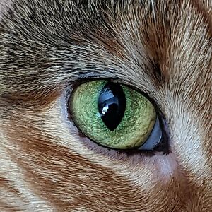 megan-haibeck avatar