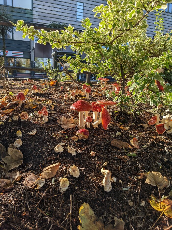 Toadstools, Fly Agaric, In The Park