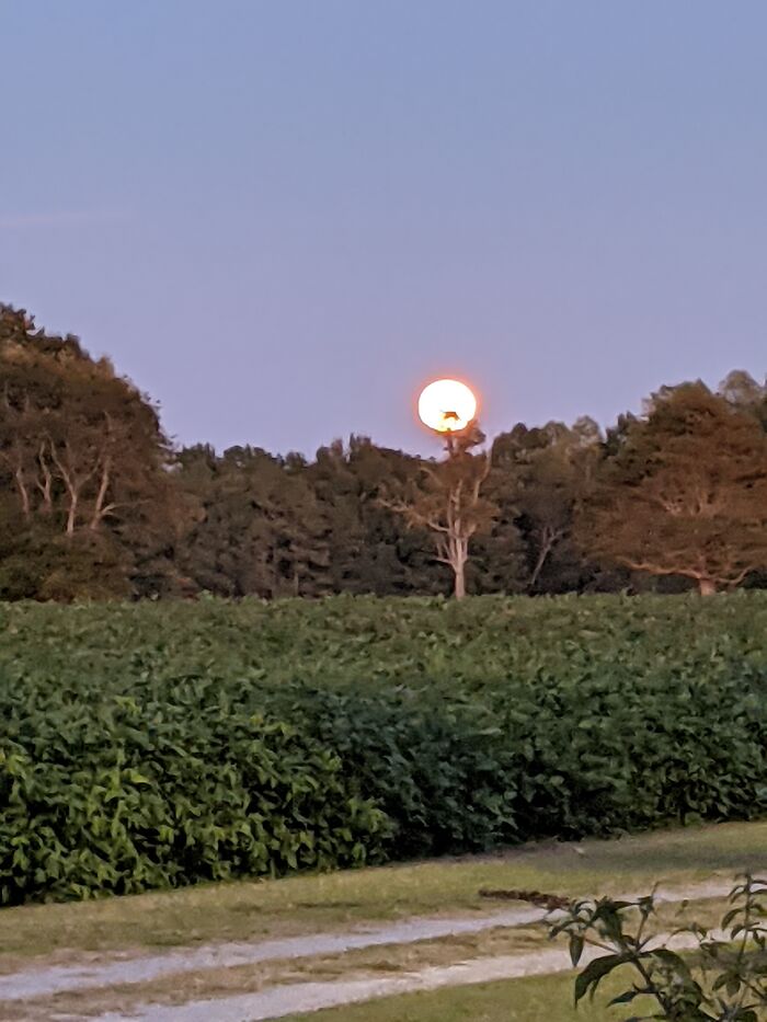 The View From My Front Yard Out In The Country, This Is The Moon Rising