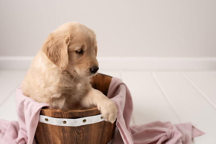 I Made A Newborn Photoshoot With A Golden Retriever Puppy (7 Pics)