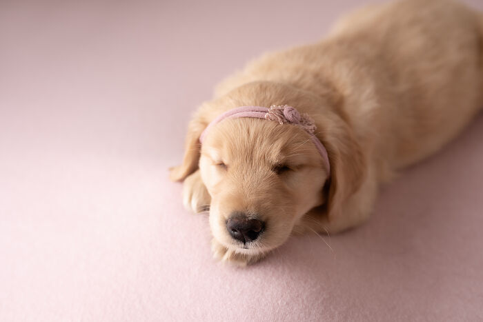 I Made A Newborn Photoshoot With A Golden Retriever Puppy (7 Pics)