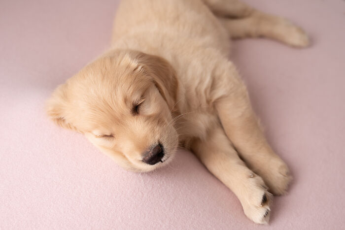 I Made A Newborn Photoshoot With A Golden Retriever Puppy (7 Pics)