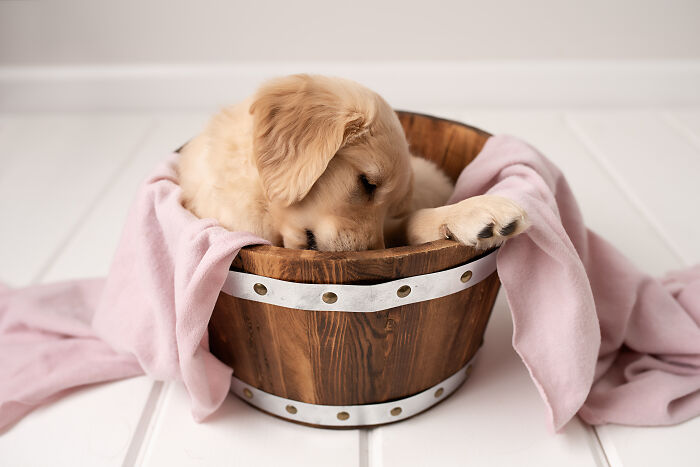 I Made A Newborn Photoshoot With A Golden Retriever Puppy (7 Pics)