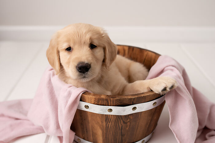I Made A Newborn Photoshoot With A Golden Retriever Puppy (7 Pics)