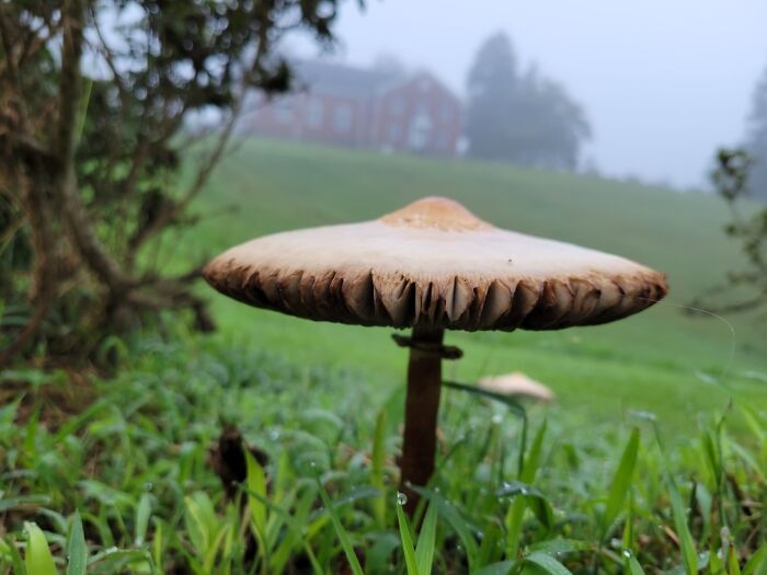 Parasol Mushroom, Aka Frog Umbrella