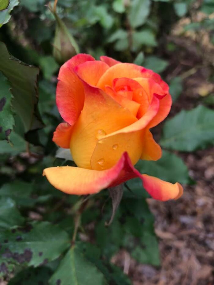 A Rose In Our Garden