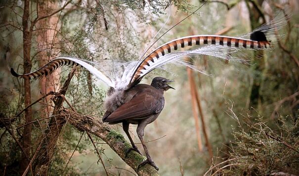 SUPERB-LYREBIRD-crAlexMaisey.jpg