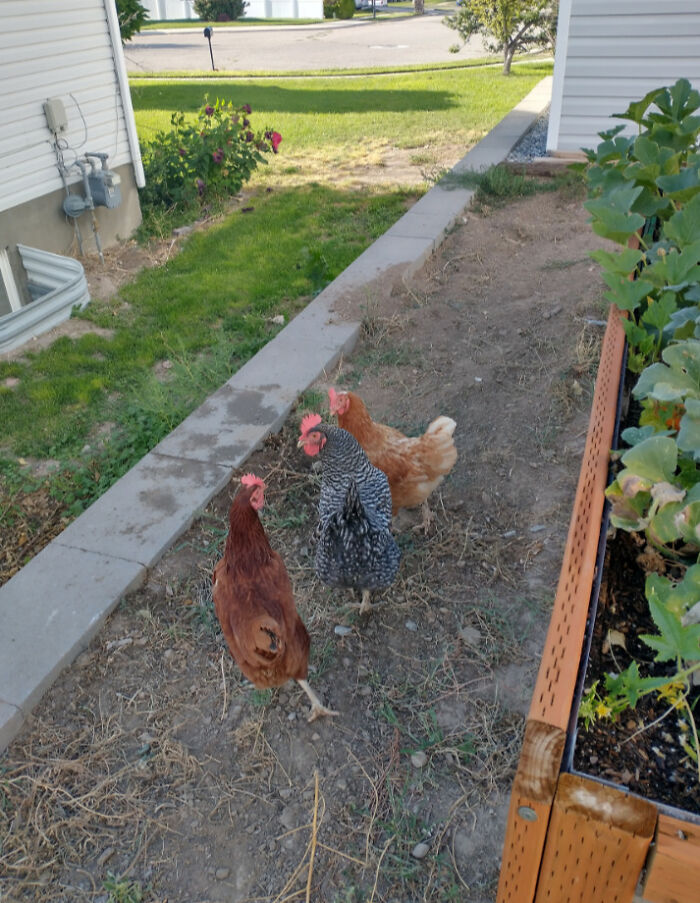 I Know Someone Already Showed Their Chicken, But Chickens Are Awesome! So Here's More