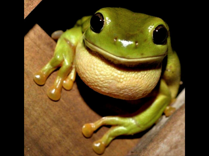 Happiest Frog In Australia