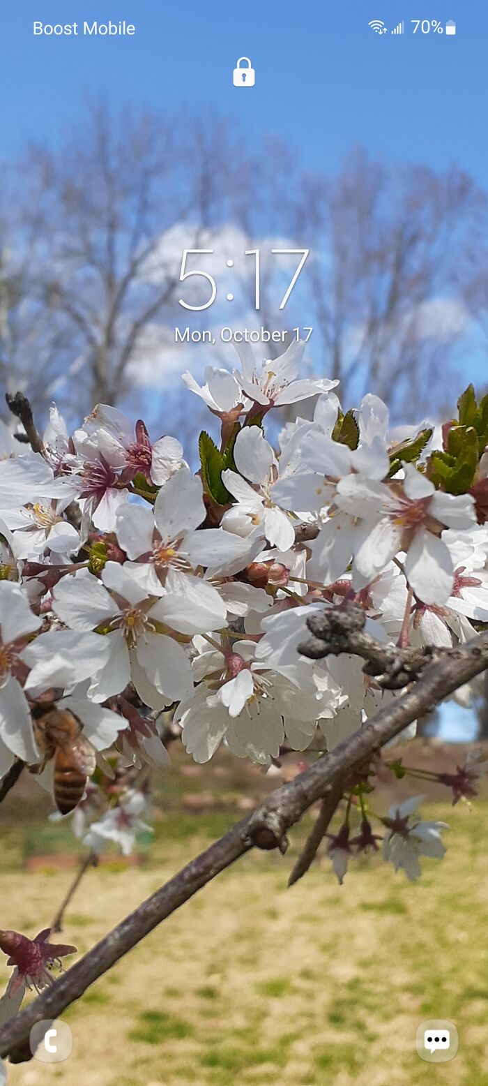 First Honeybee Of The Spring