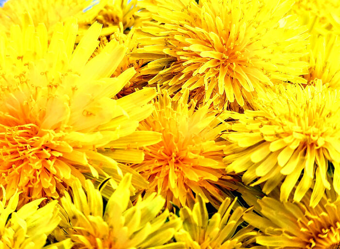 Made This Ages Ago. Took A Photo Of Multiple Dandelions Stacked On Eachother And Then Edited It To Make It Look More Vibrant. I Don't Have The Original Image Anymore Though