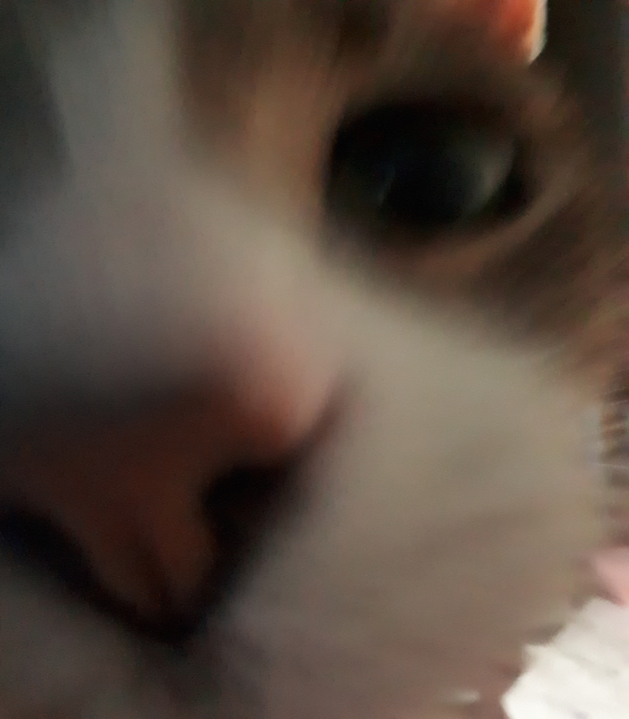 My Cat's First Selfie ~ So Proud Lol
