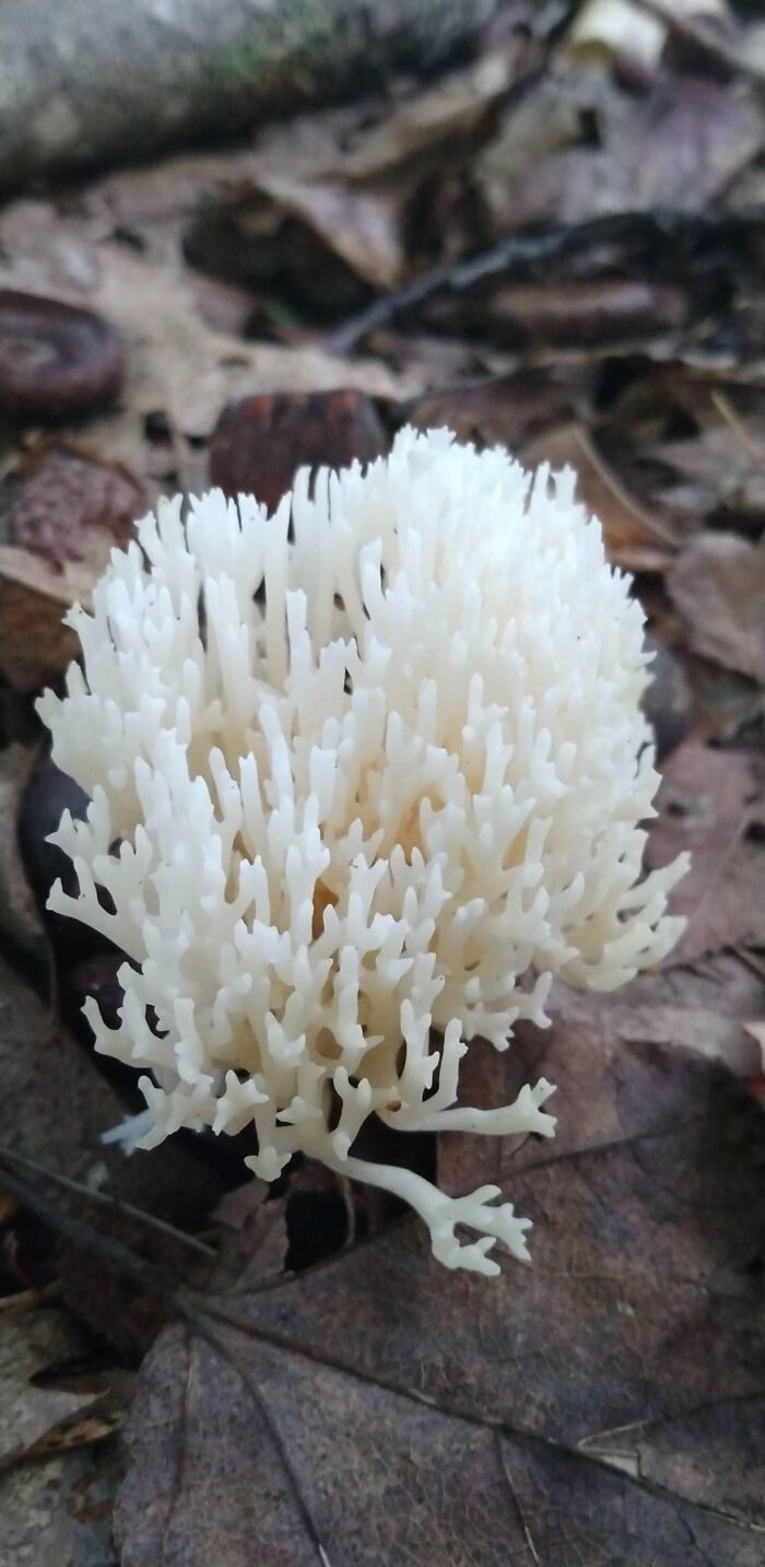 A Mushroom I Found In Passadumkeg, Maine