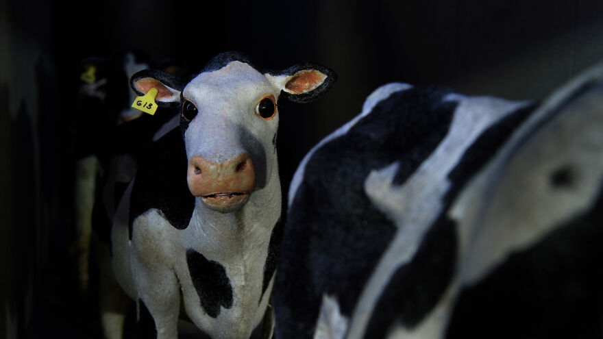 "Super Cow": I Created A Stop-Motion Animation About A Dairy Cow Escaping From Slaughter "Super Cow": I Created A Stop-Motion Animation About A Dairy Cow Escaping From Slaughter