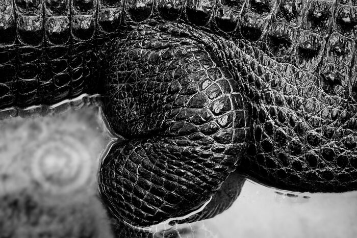 American Alligator Iv © Tom Schifanella