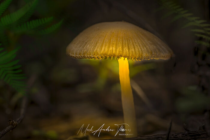 A Mystical Glowing Mushroom