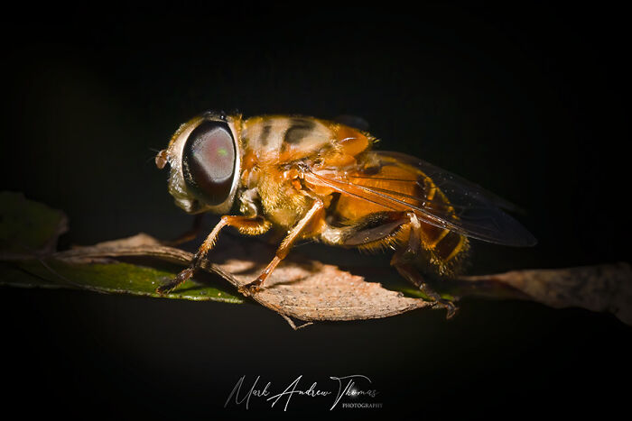 A Drone Fly
