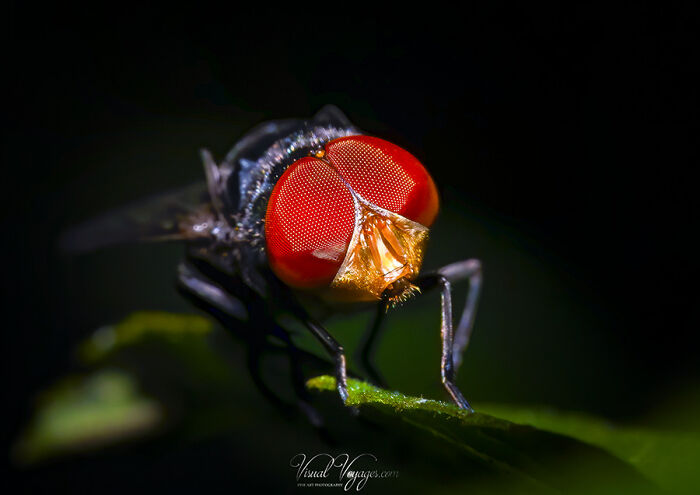 No Matter What You Might Think Of Them, Ya Gotta Admit Even Flies Look Awesome Up Close