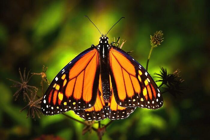 A Beautiful Monarch Stopped By For A Visit In My Garden Today And Another Reason I Always Keep My Camera At The Ready