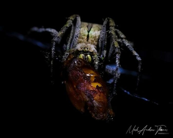 A Tropical Orb Weaver Spider Enjoys A Late-Night Beetle Snack