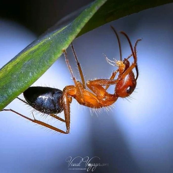 Carpenter Ant