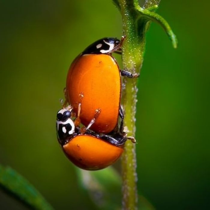 Ladybugs Doing The Deed