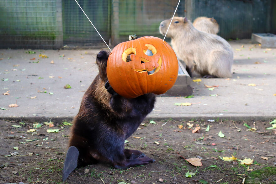 We Photographed Zoo Animals Wearing Pumpkins, And The Result Might Make You Smile We Photographed Zoo Animals Wearing Pumpkins, And The Result Might Make You Smile